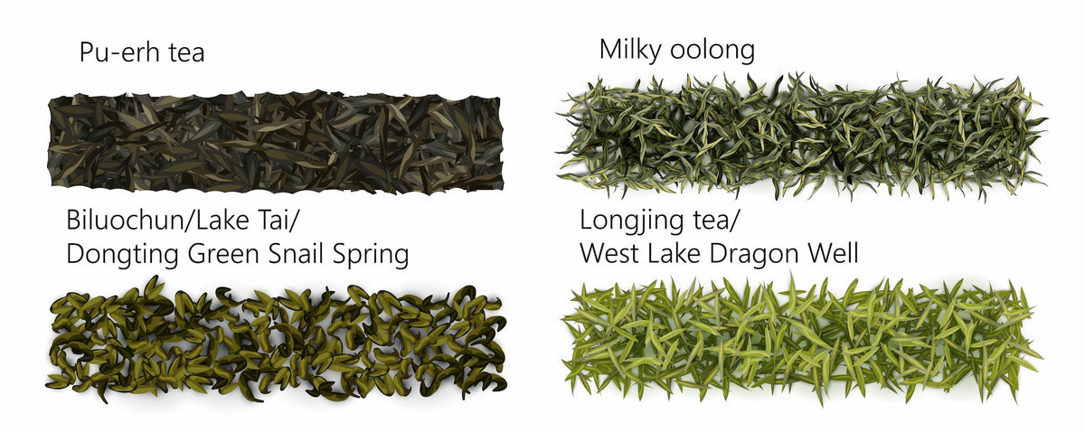 Illustration of different tea varieties, including Pu-erh tea, Milky Oolong, Biluochun (Lake Tai/Dongting Green Snail Spring), and Longjing tea (West Lake Dragon Well), showing the distinct appearance of each type.