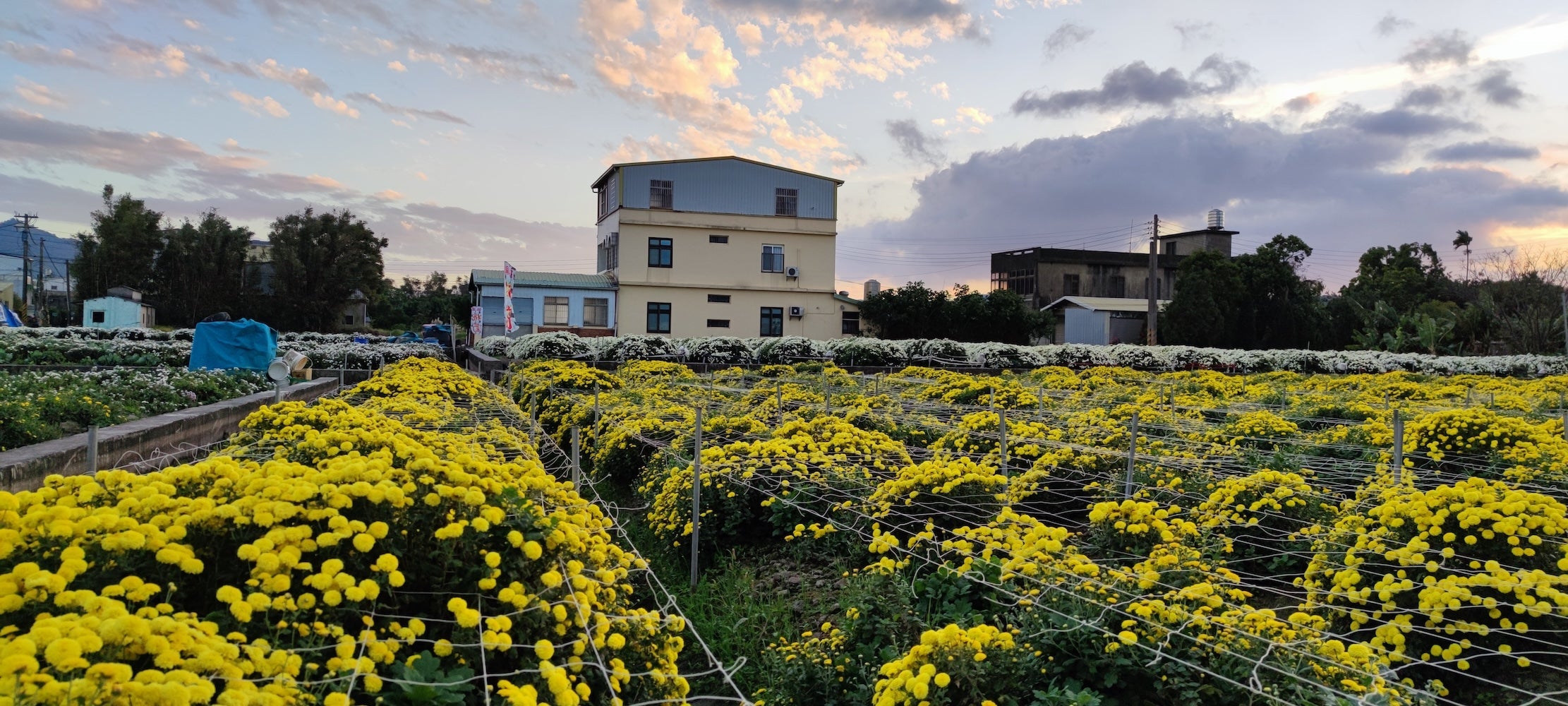 10 Chrysanthemum Tea Benefits What does it taste like? Red Rock Tea