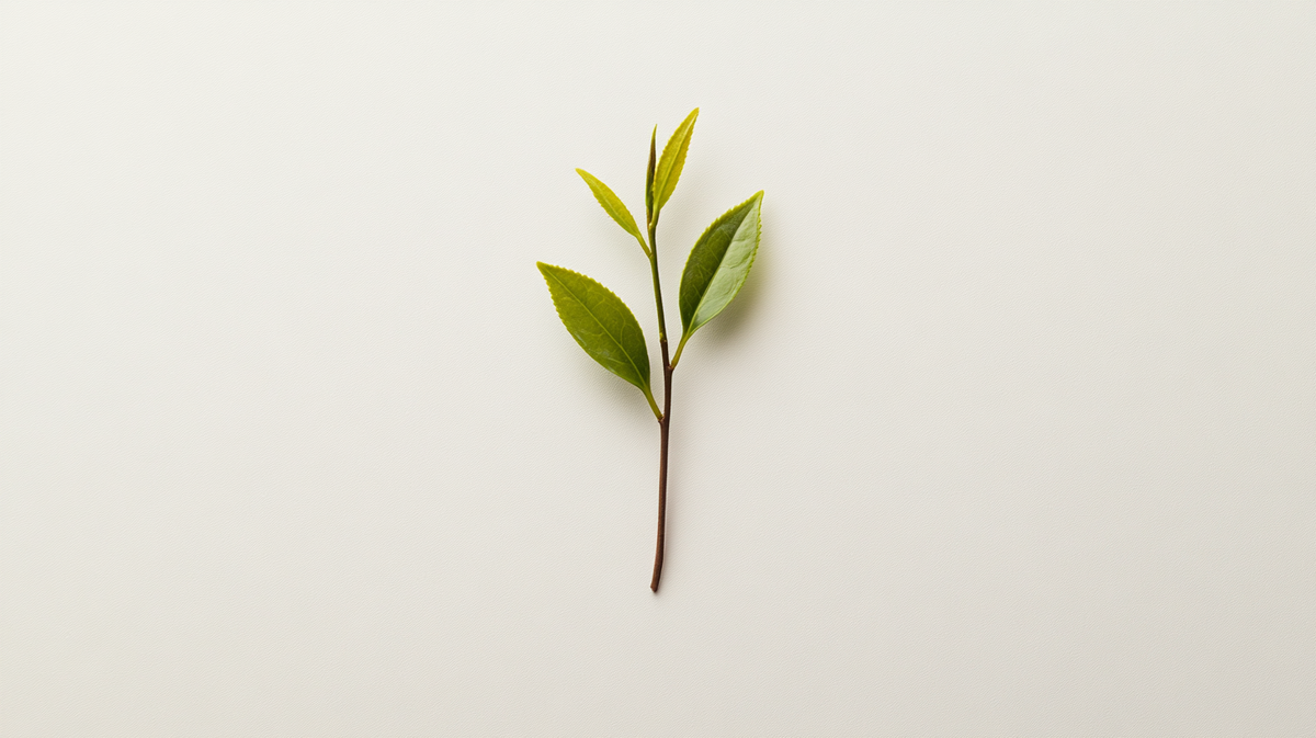 A minimalist image featuring a single sprig of fresh shui xian oolong tea leaves on a clean white background, highlighting natural simplicity and purity.