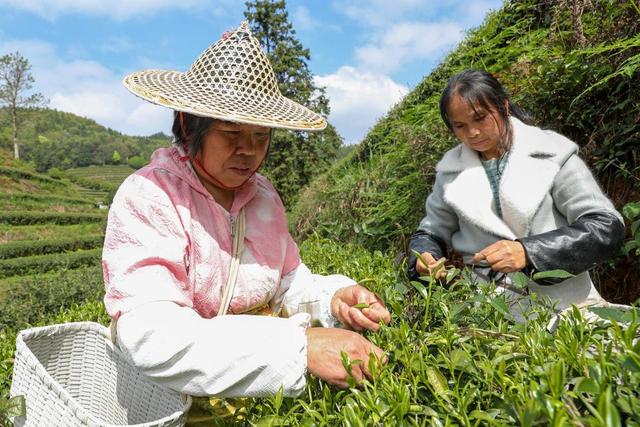 Chinese Tea Farmers Picking Jin Jun Mei Black Tea