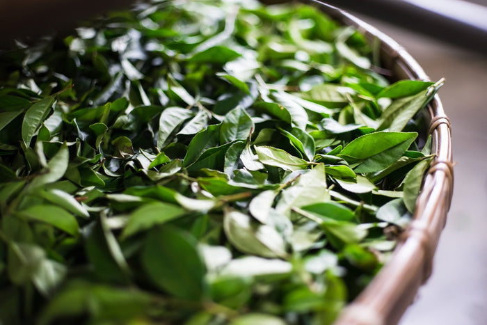 Freshly harvested tea leaves spread out in a woven bamboo tray, capturing the vibrant green color and natural texture of the leaves before processing into oolong or green tea.