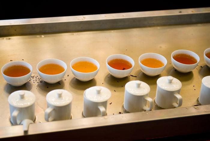 A tea tasting setup featuring multiple white ceramic cups filled with different shades of brewed tea, arranged on a metallic surface. White lidded tea mugs are placed in front, creating a professional tea evaluation setting.