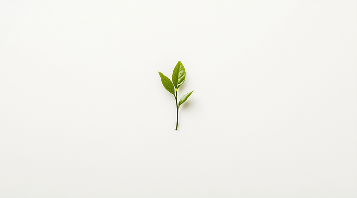 Single fresh green tea leaf on a minimalist white background.