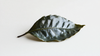 A single dark green, glossy leaf with prominent veins, placed on a plain white background. The leaf's texture and color highlight its fresh and healthy appearance.
