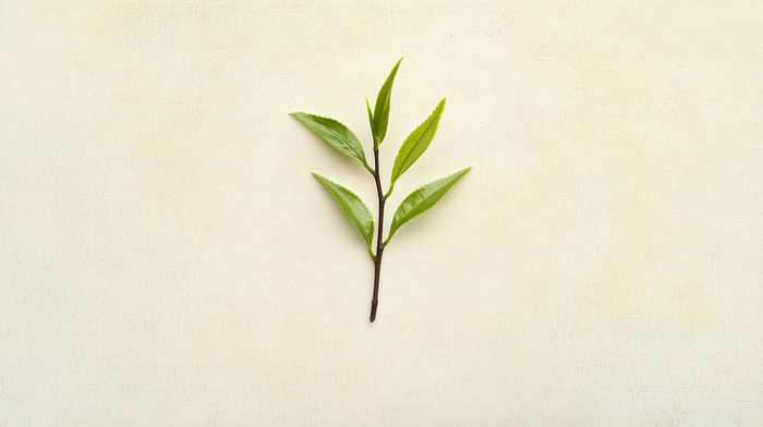 The image showcases a minimalist design featuring a single sprig of fresh tea leaves, delicately arranged on a plain, light background. The vibrant green hues of the young leaves contrast beautifully with the simplicity of the backdrop, highlighting their